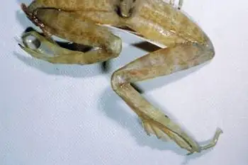 Amani River Frog