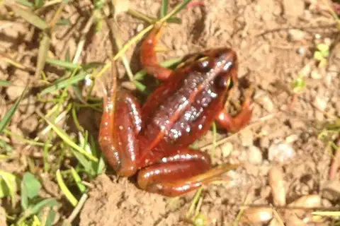 Molo Frog