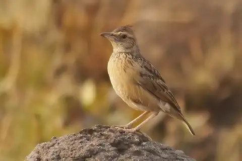 Angola Lark