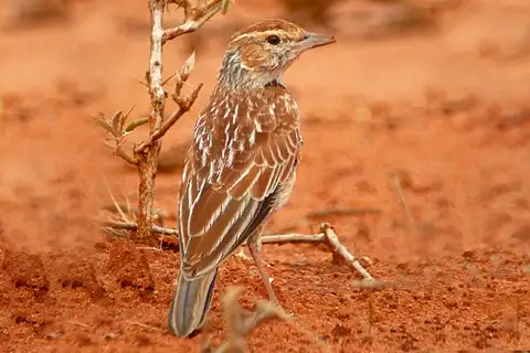 Collared Lark
