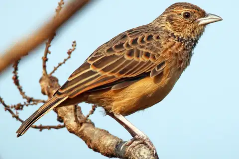 Flappet Lark