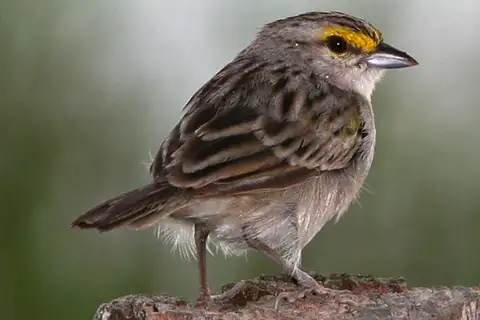 Yellow-browed Sparrow