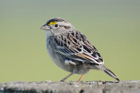 Grassland Sparrow