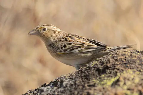 Grasshopper Sparrow