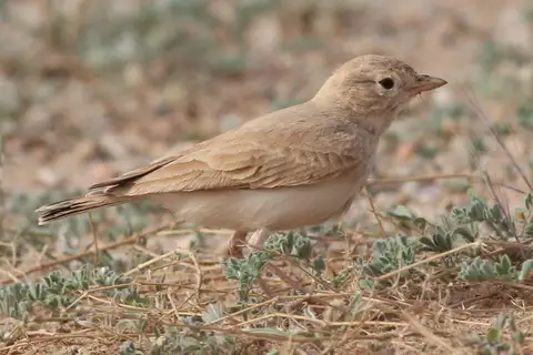 Bar-tailed Lark