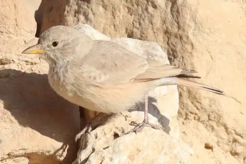 Desert Lark
