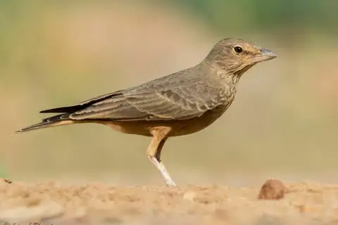 Rufous-tailed Lark