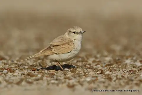 Gray's Lark