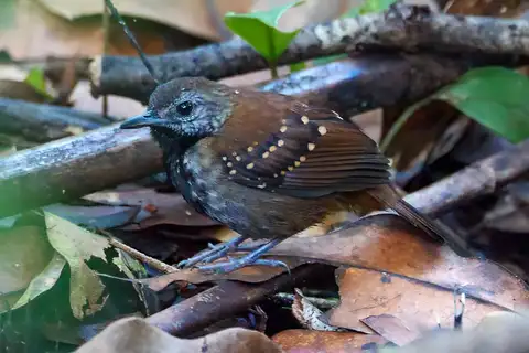 Grey-bellied Antbird