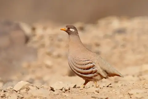 Sand Partridge