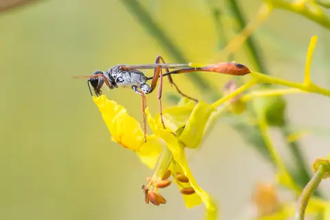 Abert's Thread-waisted Wasp