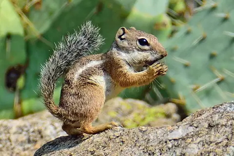 Harris' Antelope Squirrel