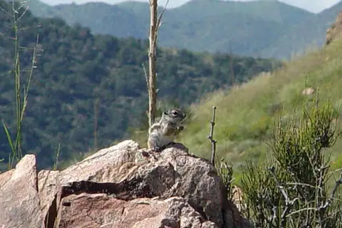 Texas Antelope Squirrel