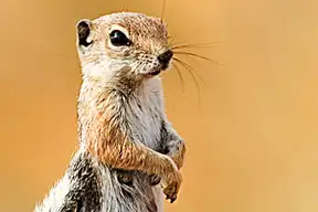 White-tailed Antelope Squirrel