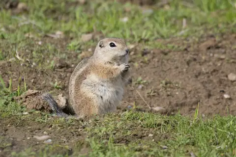 Nelson's Antelope Squirrel