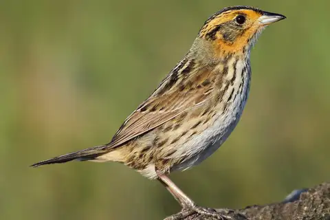 Saltmarsh Sparrow