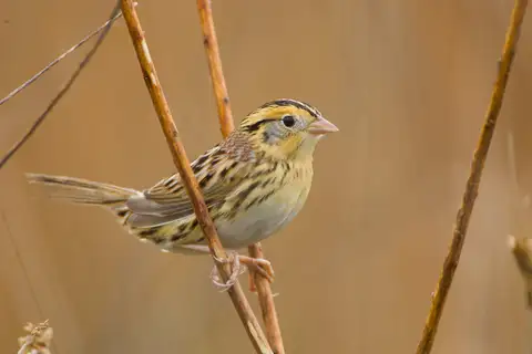 LeConte's Sparrow