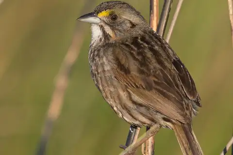 Seaside Sparrow
