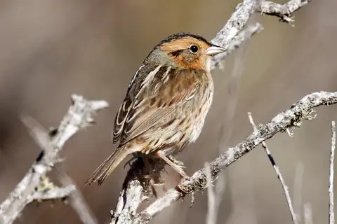 Nelson's Sparrow