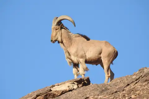 Aoudad