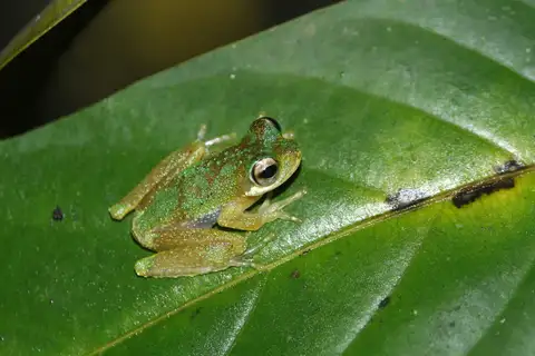 Raja Ampat Torrent Treefrog