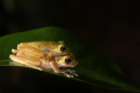 Pratt's Tree Frog