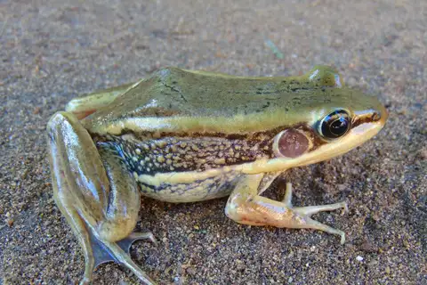 Galam white-lipped frog