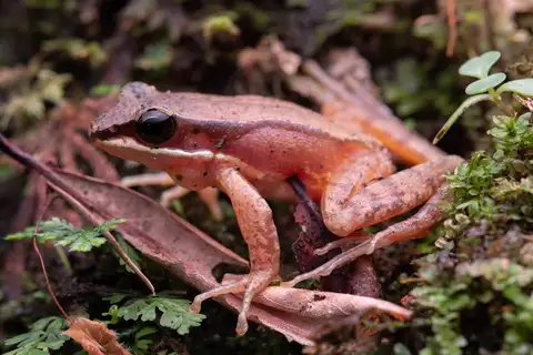 Chaochin’s Torrent Frog