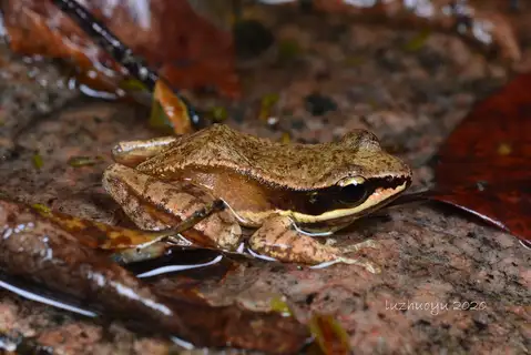 Chungan sucker frog