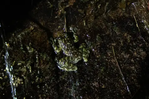 Guangzhou Torrent Frog