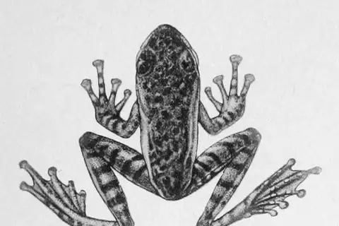 Marbled Cascade Frog