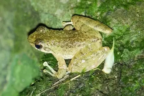 Little Torrent Frog