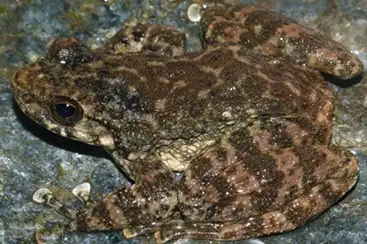 Wuyi torrent frog