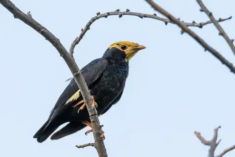 Golden-crested Myna