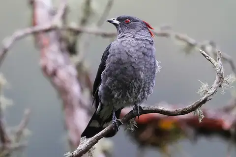 Red-crested Cotinga