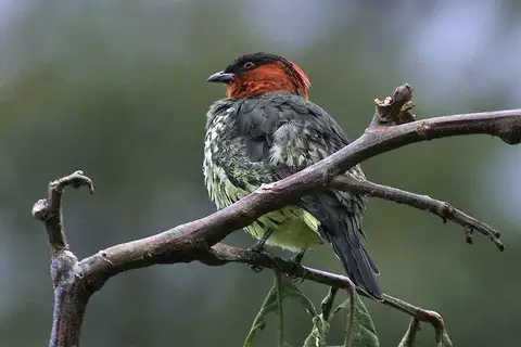 Chestnut-crested Cotinga