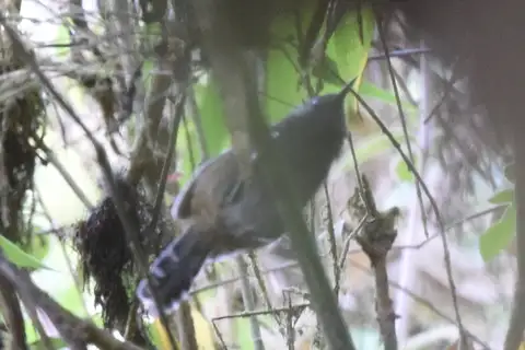 Grey-headed Antbird