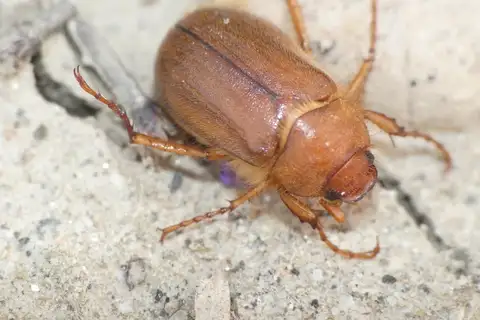 Amphimallon assimile