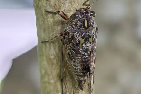 Clapping Cicada