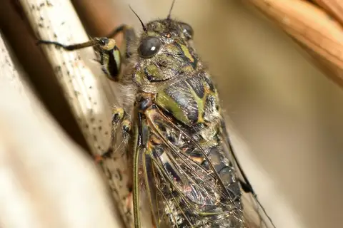 Chirping Cicada