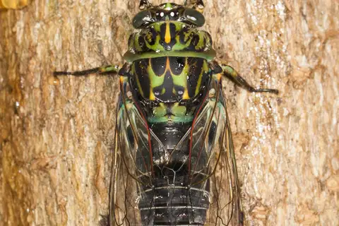 Chorus Cicada