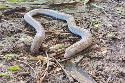 Wagler's Worm Lizard