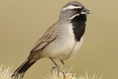 Black-throated Sparrow
