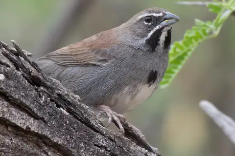 Five-striped Sparrow