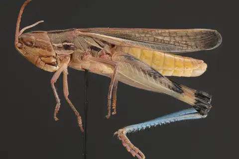 Striped Slant-faced Grasshopper