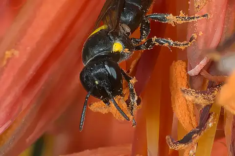 Dark-headed Dimorphic-Masked Bee
