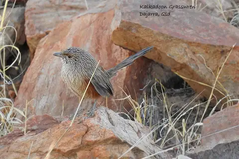 Kalkadoon Grasswren