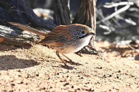 Sandhill Grasswren