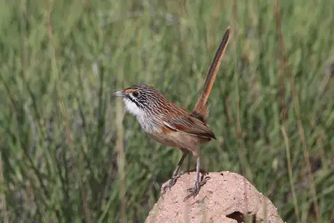Opalton Grasswren