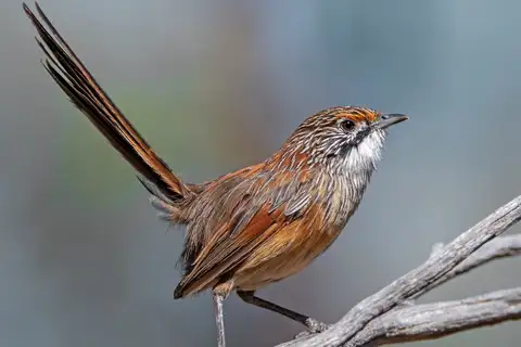 Striated Grasswren